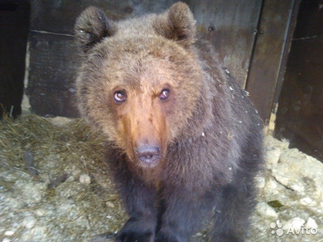 Медведицу выставили на продажу в Новосибирске